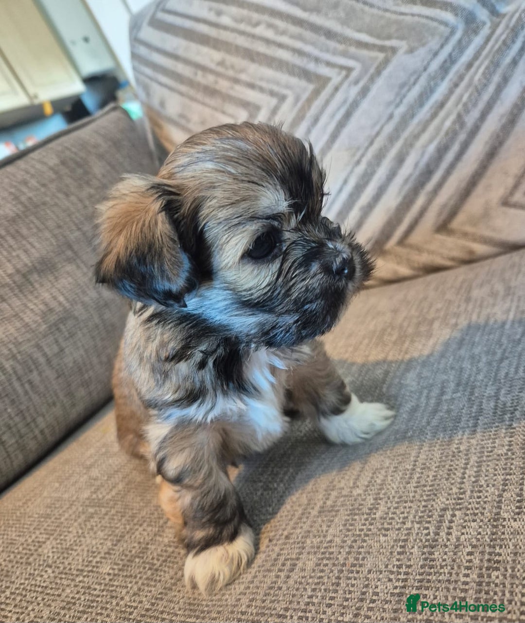Lhasa Apso dogs for sale: Lhaso Apso Puppies  - Image 12