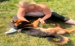 German Shepherd dogs for sale: Beautiful German shepherd female for sale - Image 7