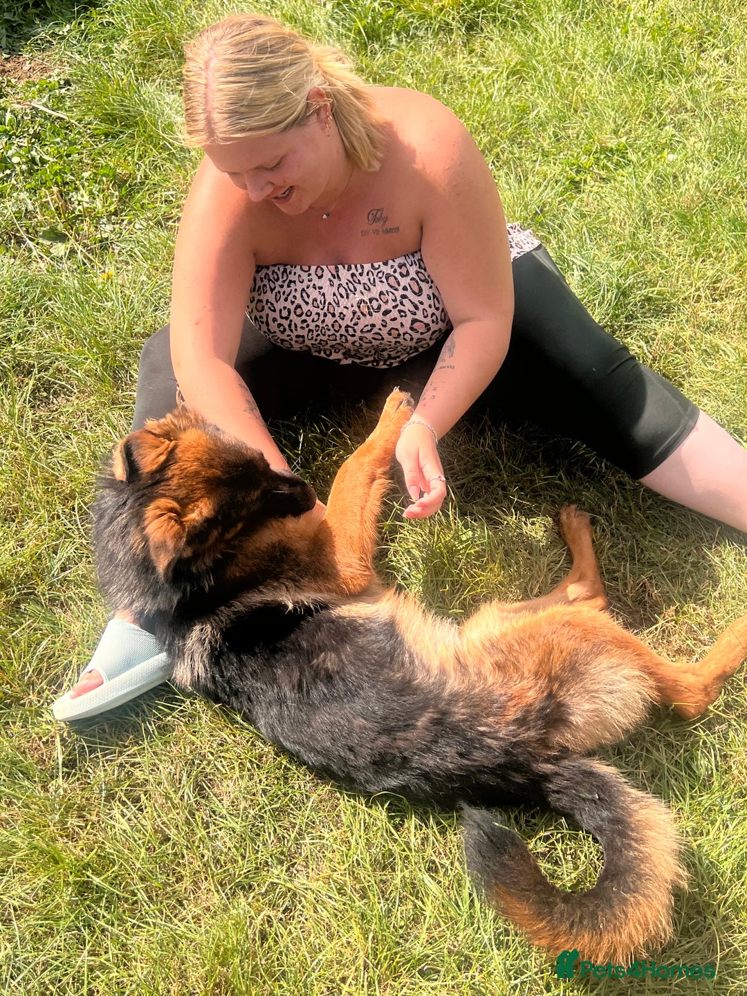 German Shepherd dogs for sale: Beautiful German shepherd female for sale - Image 7