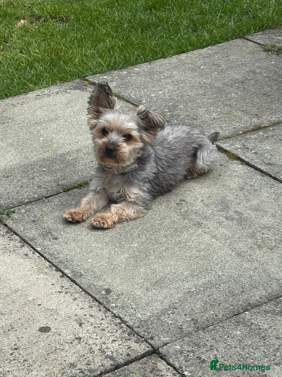 Yorkshire Terrier dogs for sale: Yorkshire Terrier Puppies  - Advert 1