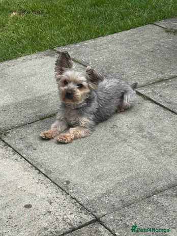 Yorkshire Terrier dogs Yorkshire Terrier Puppies - Advert 1