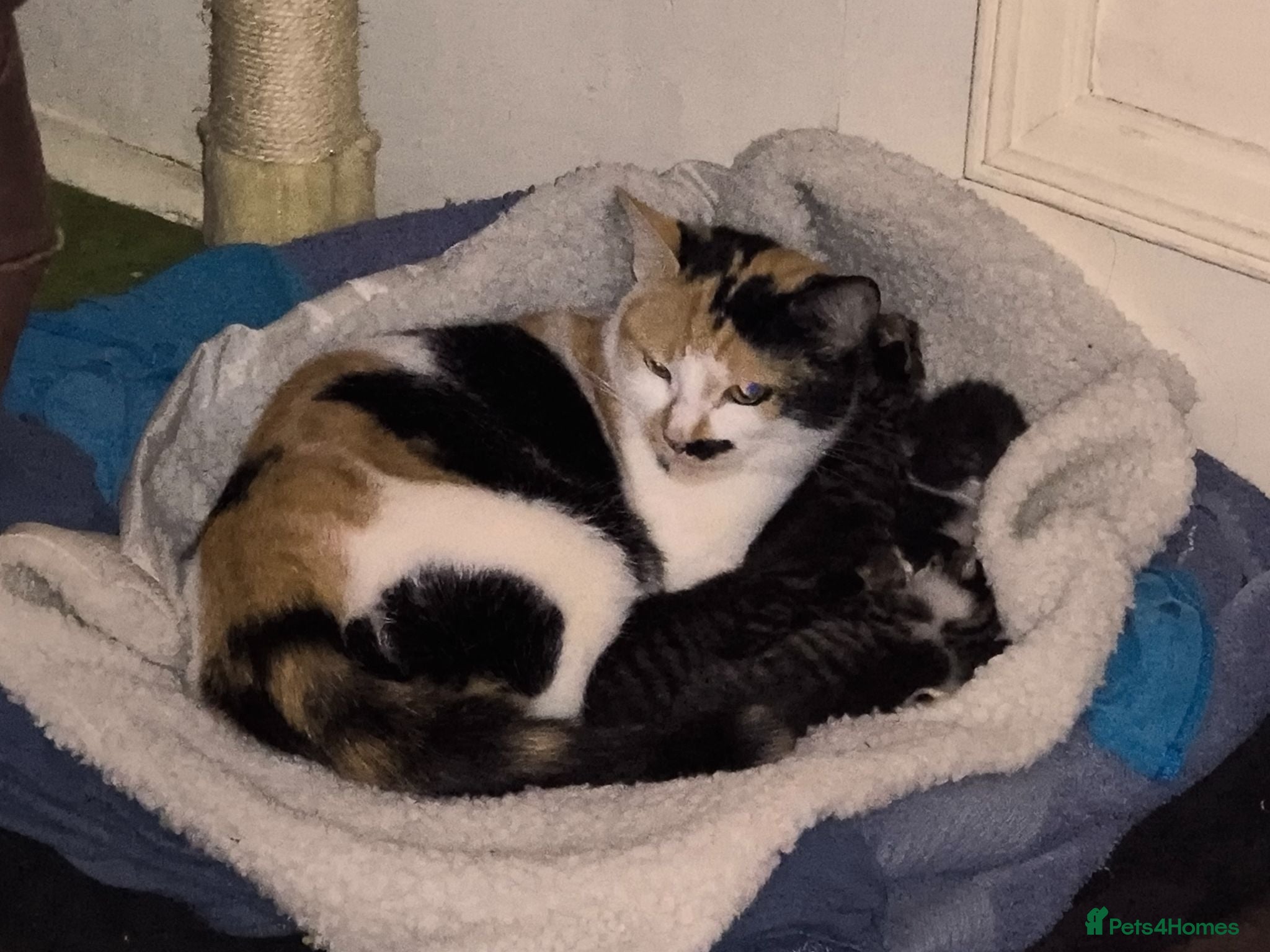 Mixed Breed cats 3 kittens Bengal X  - Advert 4