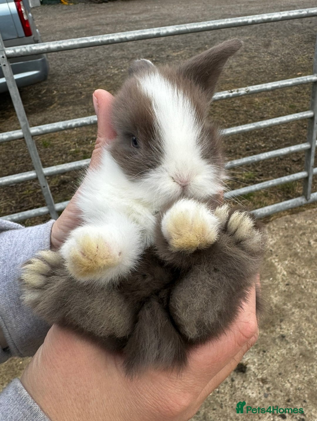 Mini Lion Lop rabbits for sale: 🩷🩵 4 Double mane mini lionlops 🩵🩷 - Advert 9