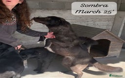 Mixed Breed dogs for adoption: Sombra, 1.5 yrs approx  Available for adoption  in Brixham - Image 27