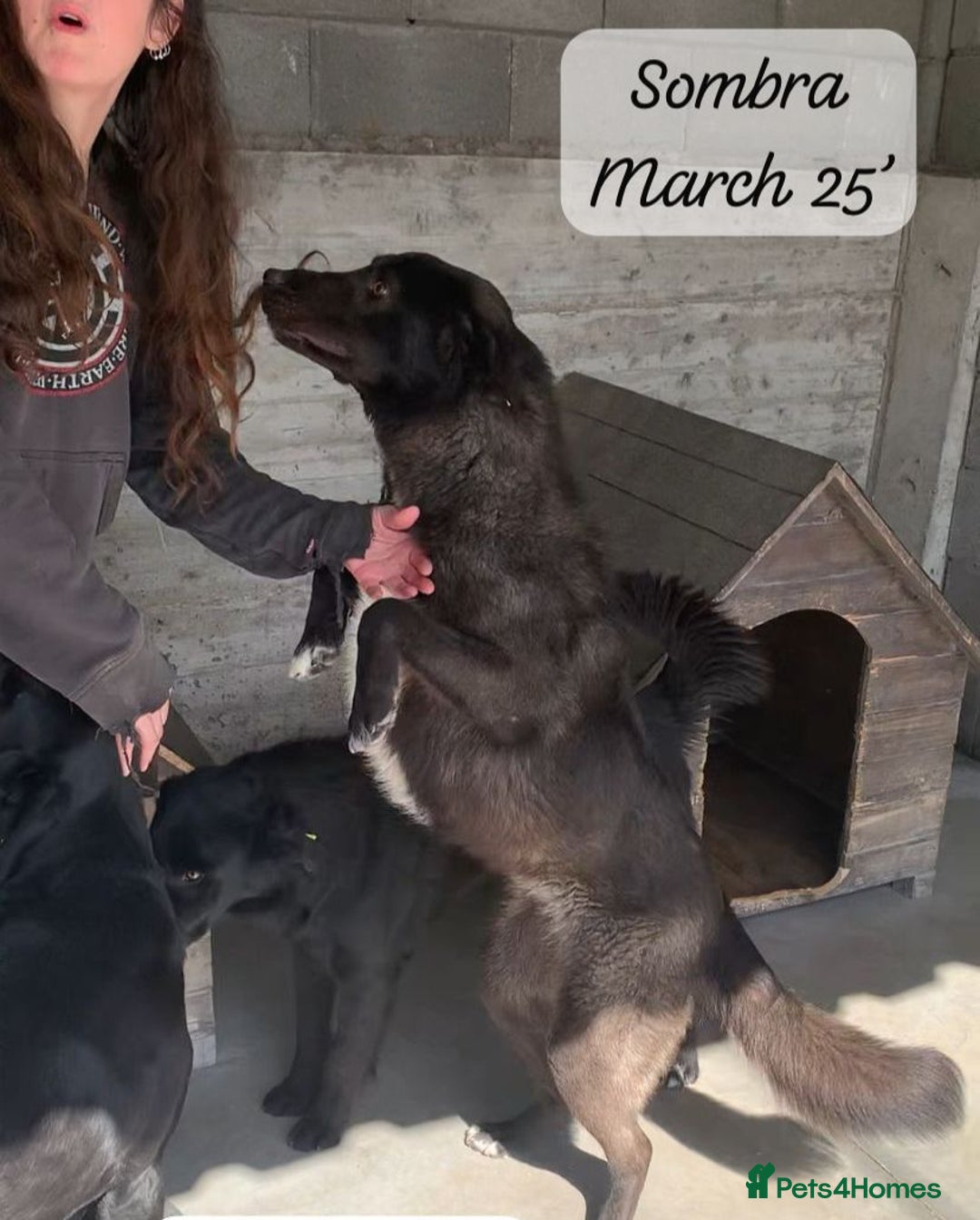 Mixed Breed dogs for adoption: Sombra, 1.5 yrs approx  Available for adoption  in Brixham - Image 27
