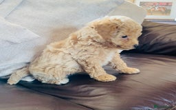 Poochon dogs for sale: Gorgeous Poochon puppies  - Image 3