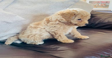 Poochon dogs - Advert 4
