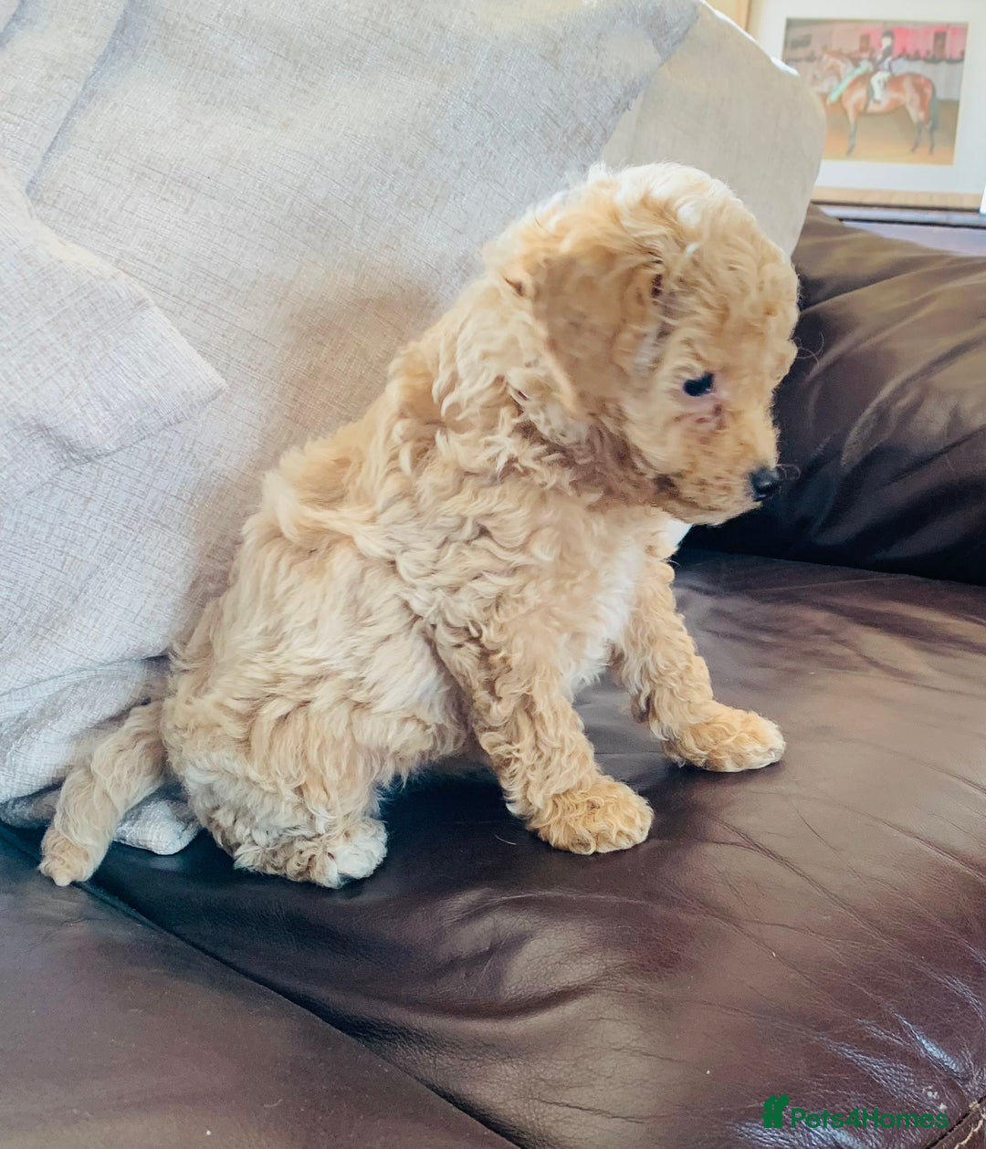 Poochon dogs for sale: Gorgeous Poochon puppies  - Image 3
