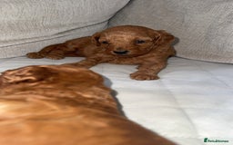 Toy Poodle dogs for sale: Toy poodles deep red. 2 - Image 8