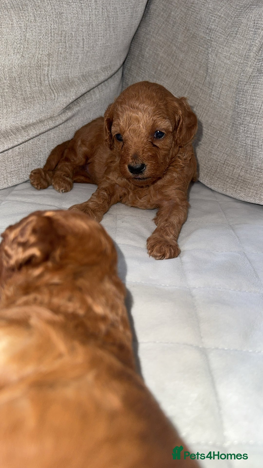 Toy Poodle dogs for sale: Toy poodles deep red. 2 - Image 8