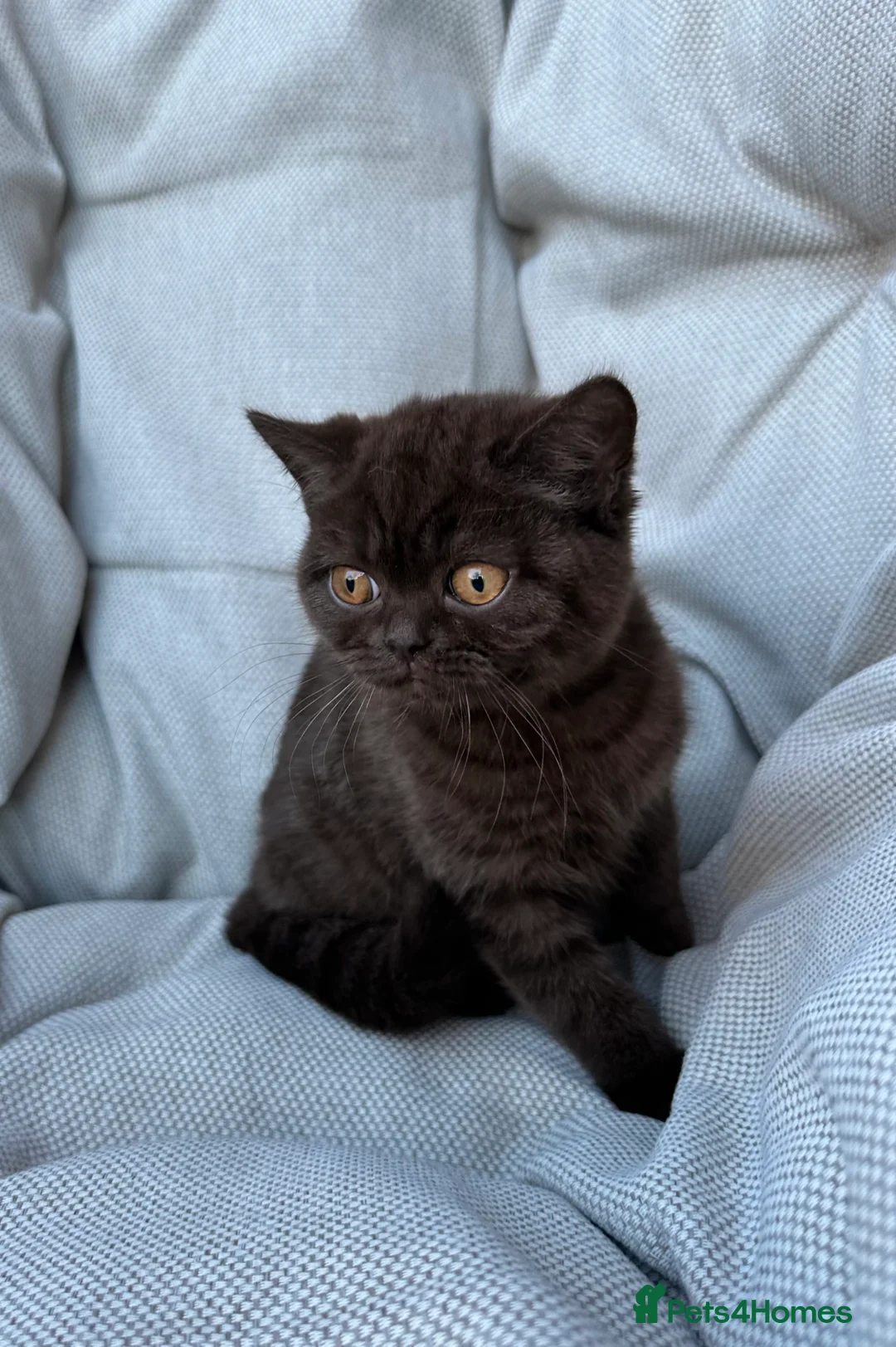 British Shorthair cats for sale: British Shorthair Chunky Chocolate Kittens🐻 - Advert 30