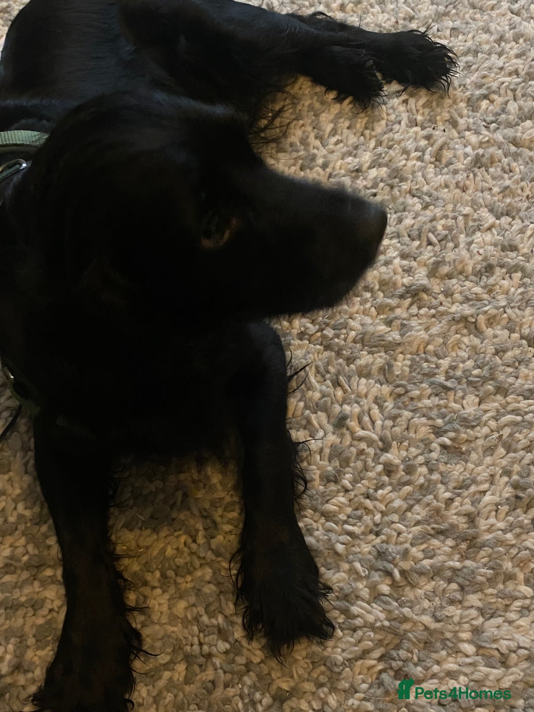 Cocker Spaniel dogs for sale: Female cocker spaniel  - Image 1