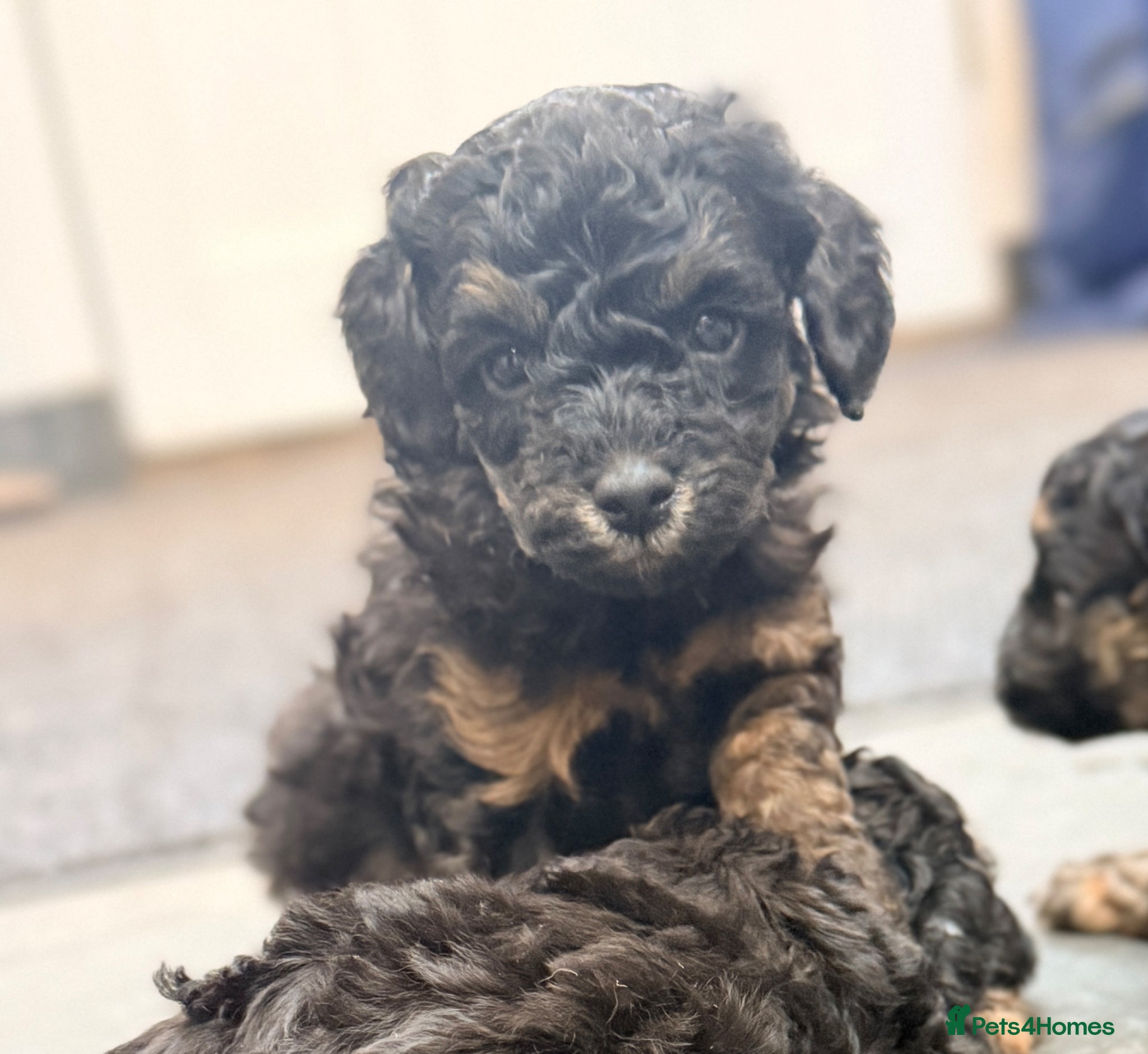 Toy Poodle dogs 3 Stunning Phantom KC Toy Poodle Puppies - Advert 1