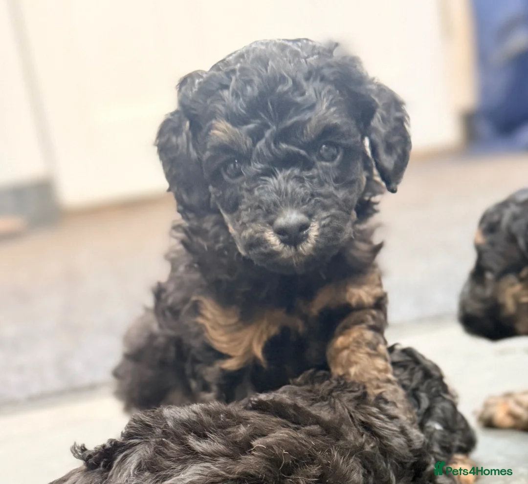 Toy Poodle dogs for sale: 3 Stunning Phantom KC Toy Poodle Puppies - Advert 1