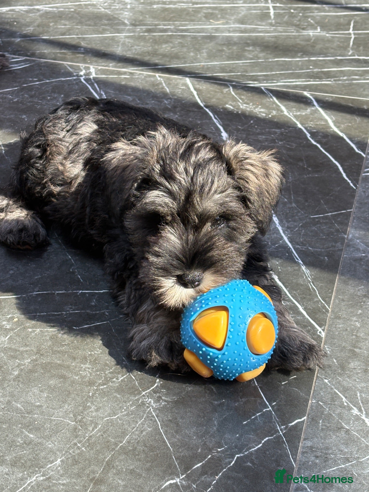 Miniature Schnauzer dogs Miniature schnauzer  - Advert 1