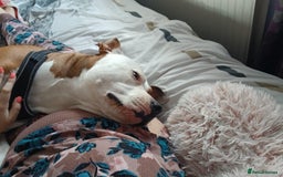 Mixed Breed dogs for sale: Beautiful 2yr Old Staffy Cross Girl - Image 3