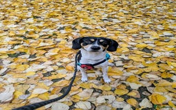 Mixed Breed dogs for adoption: Hutch is ready to find his forever family! - Image 1