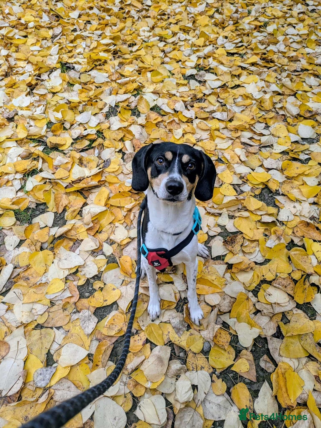 Mixed Breed dogs for adoption: Hutch is ready to find his forever family! - Image 1