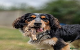 Mixed Breed dogs for stud: Collie Cocker Stud - Image 5