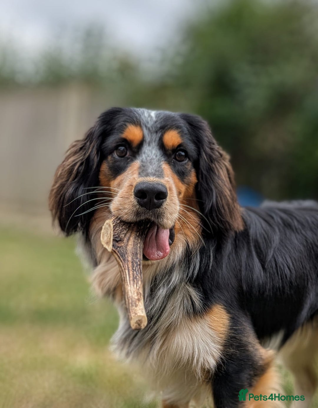 Mixed Breed dogs for stud: Collie Cocker Stud - Image 5