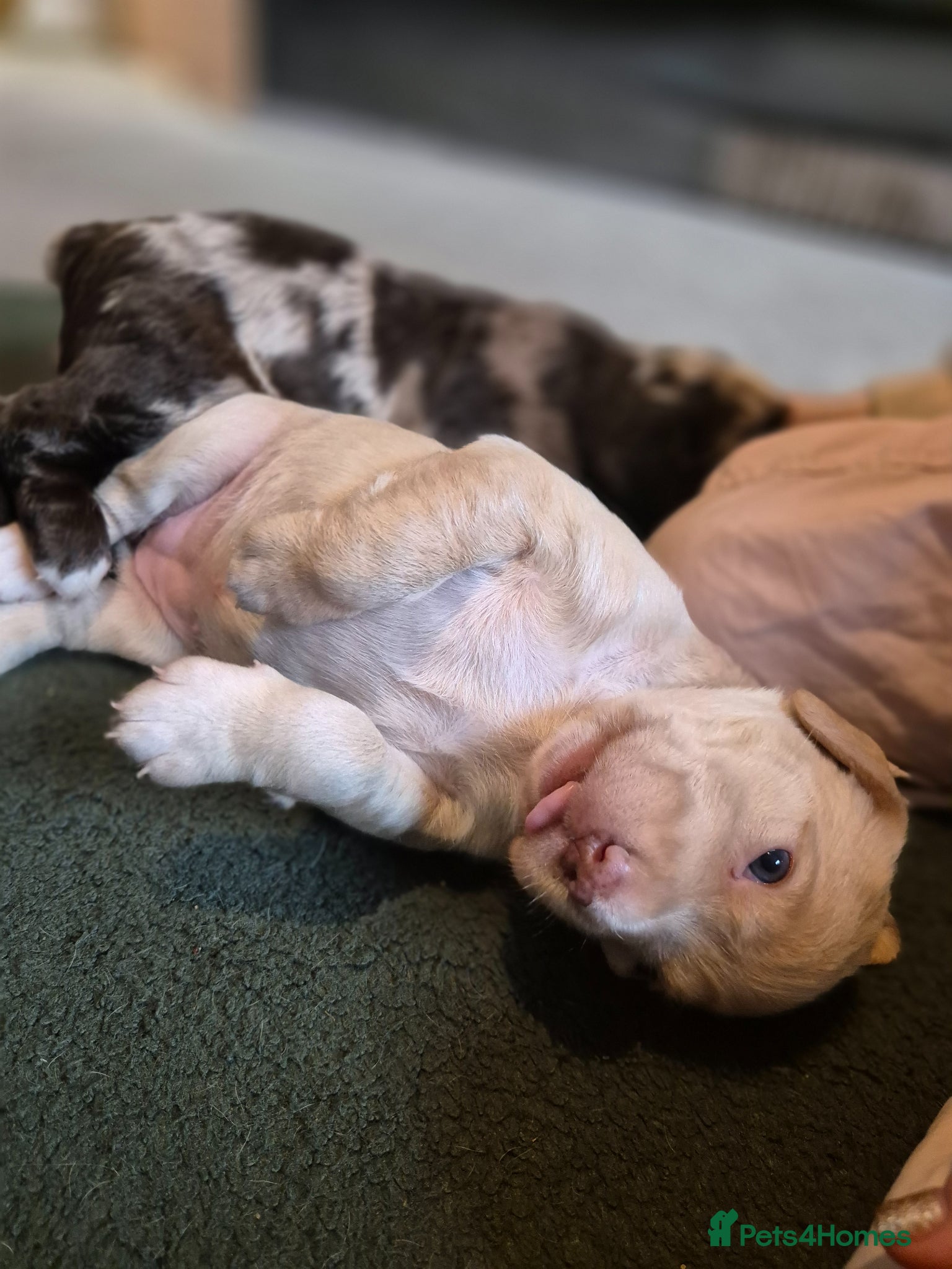 Cockerdor dogs Merle cockerdors  - Advert 2