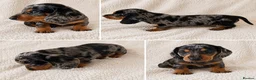Miniature Dachshund dogs for sale: Mini dachshund pupies KC reg DNA tested parents - Advert 34