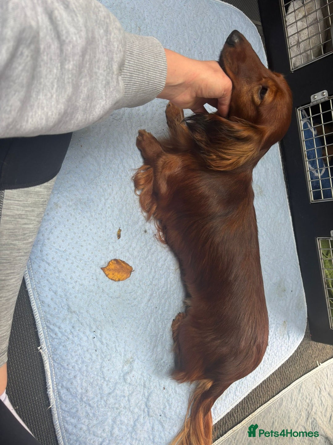 Miniature Dachshund dogs for sale: Quality Russian shaded red minis - Advert 22