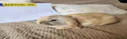 Mini Lop rabbits for sale: Stunning Mini Lops from Keeper's Mini Lops  - Advert 8