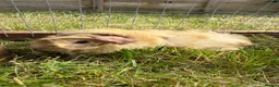 Guinea Pig rodents for sale: Gorgeous baby boys! - Advert 7