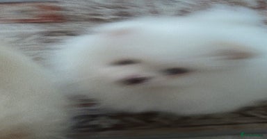 Pomeranian dogs - Advert 15
