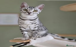 Bengal cats for sale: Silver Rosetted, Blue Silver Rosetted Bengal Girls - Image 17