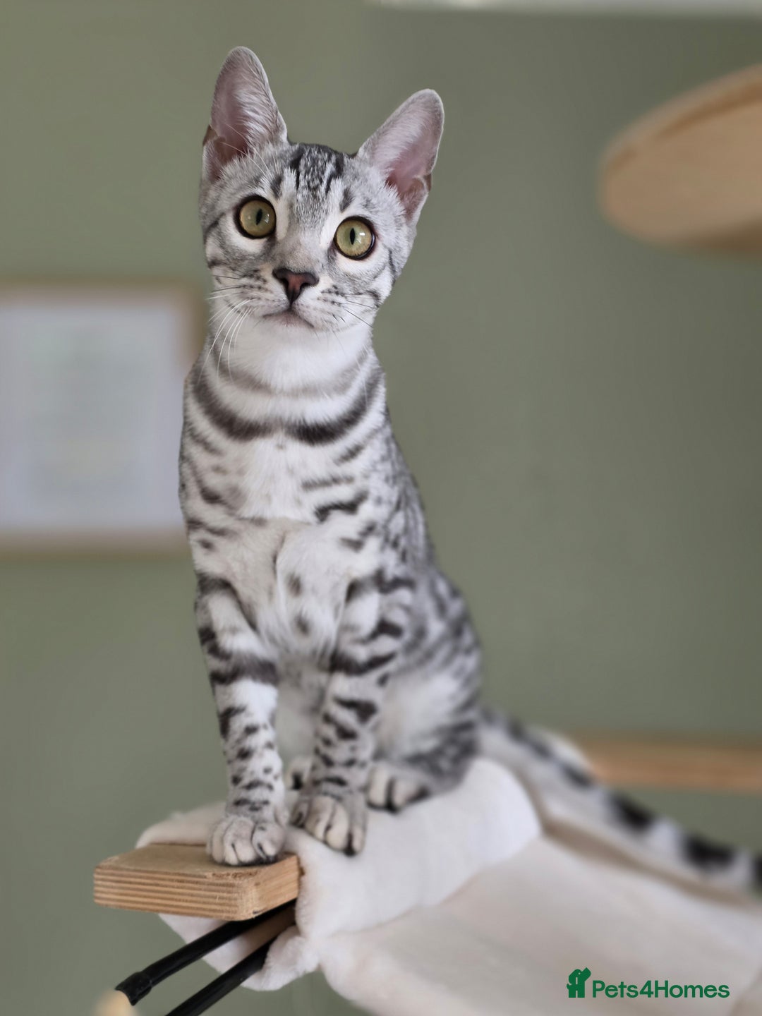 Bengal cats for sale: Silver Rosetted, Blue Silver Rosetted Bengal Girls - Image 17
