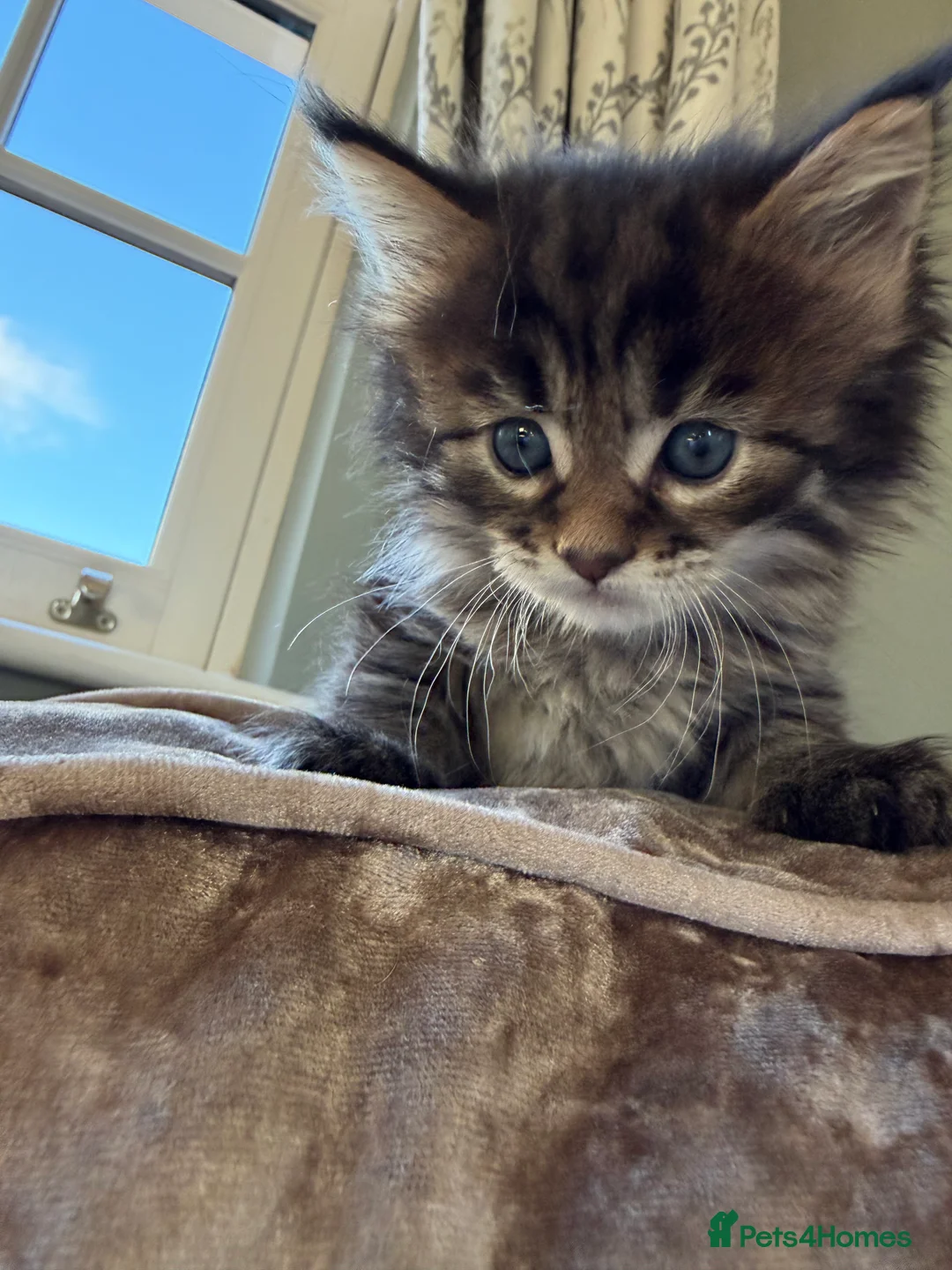 Maine Coon cats for sale: Mainecoon brown tabby  - Advert 2