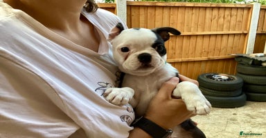 Boston Terrier dogs - Advert 6