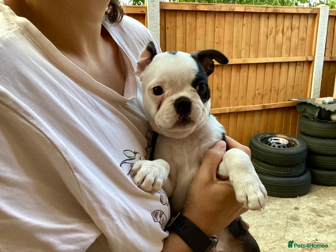 Boston Terrier dogs for sale: 9 BEAUTIFUL BOSTON TERRIER PUPPIES (2 GIRLS LEFT) - Image 3