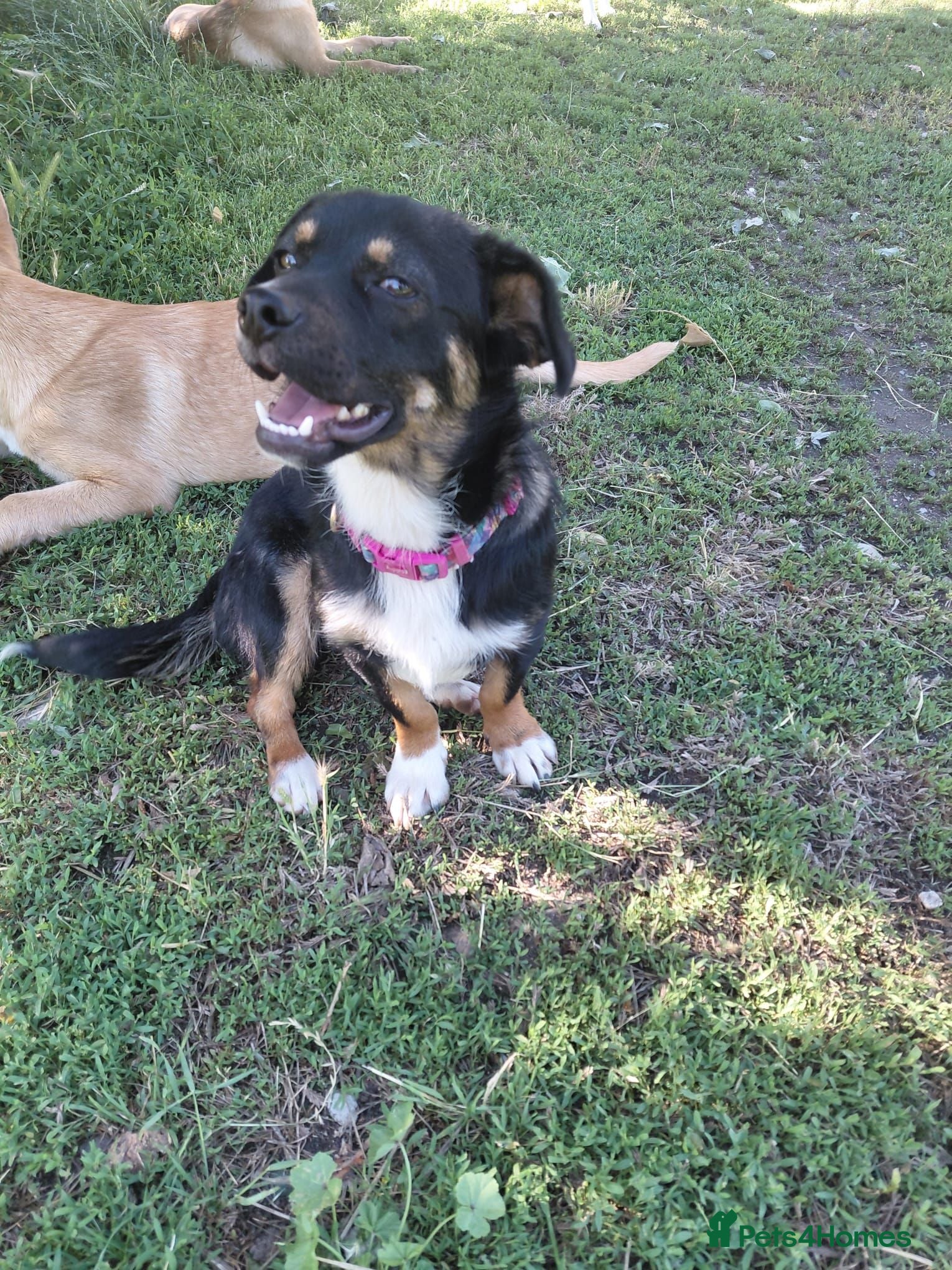 Mixed Breed dogs 🐾HOPE - From Death Row to a Heart Full of Hope 💛 - Advert 1