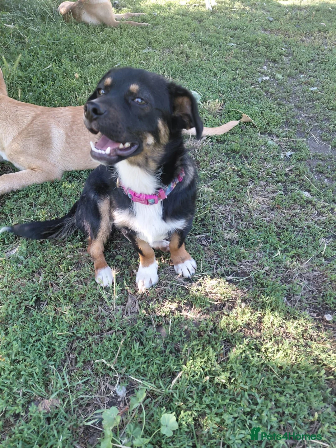 Mixed Breed dogs for adoption: 🐾HOPE - From Death Row to a Heart Full of Hope 💛 in Nottingham - Advert 1