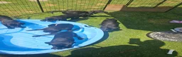 Labrador Retriever dogs for sale: Last male pup! Stunning KC Registered working lab. - Advert 3