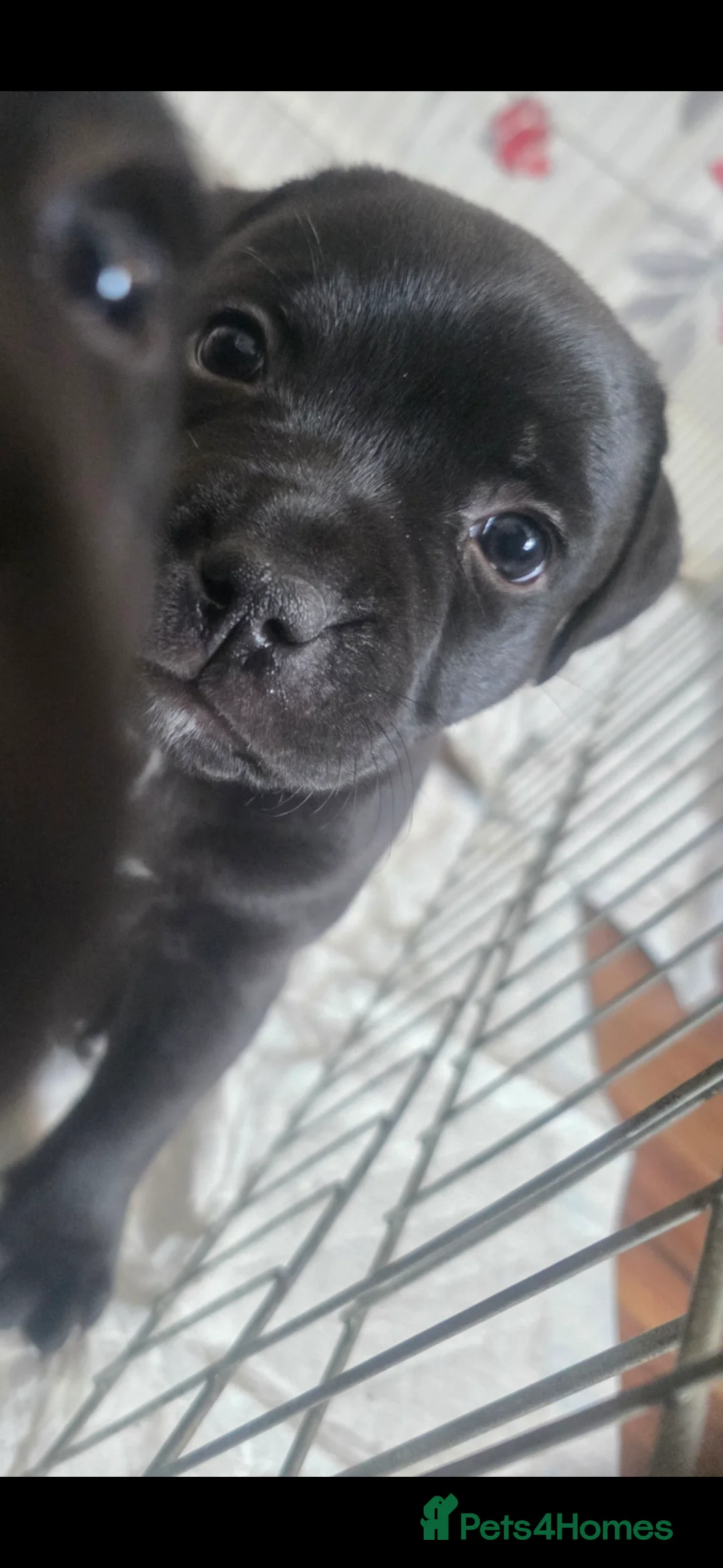 Staffordshire Bull Terrier dogs for sale: Stunning KC staffordshire bull terrier puppies  - Advert 15