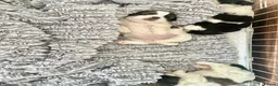 Shih Tzu dogs for sale:   🐾 Puppies Looking for Their Forever Homes  🐾 - Advert 5