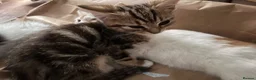 Mixed Breed cats for sale: Two Kittens  - Advert 6