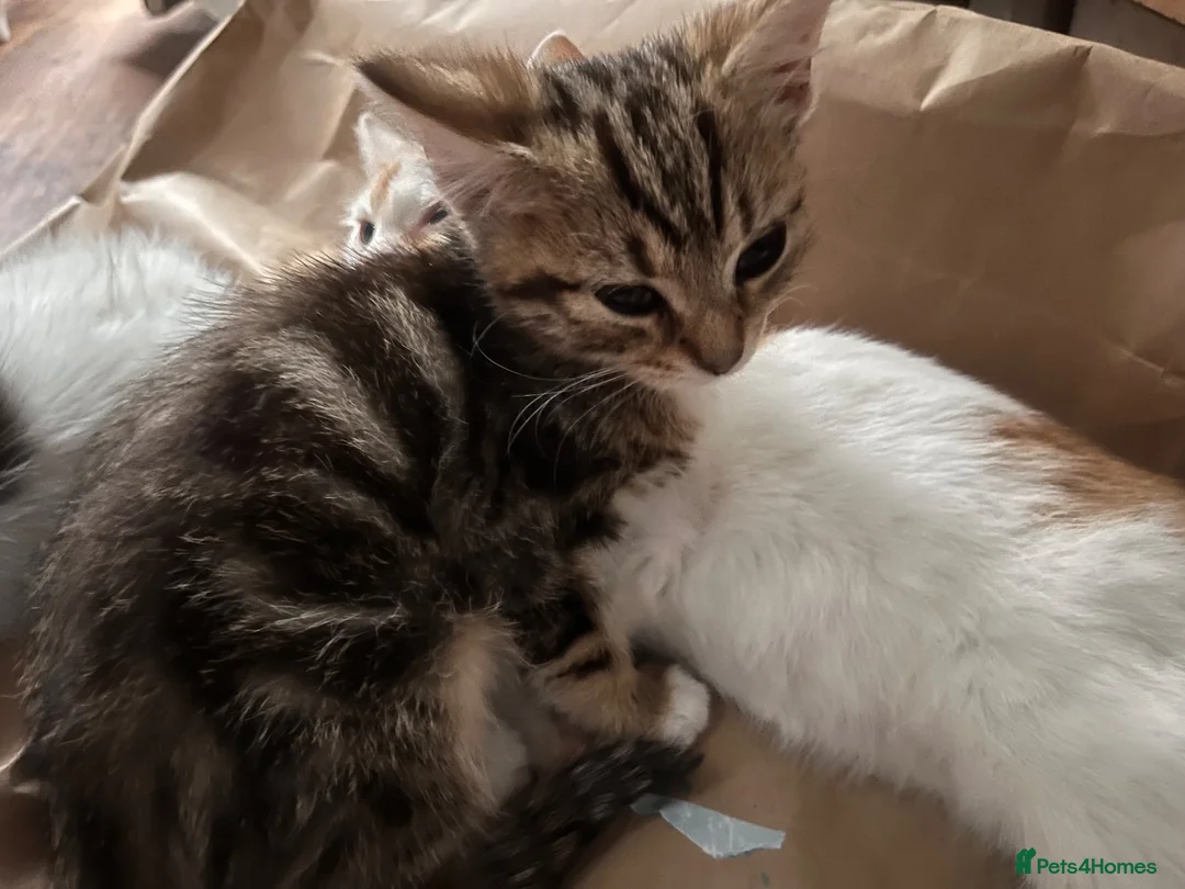 Mixed Breed cats for sale: Two Kittens  - Advert 6