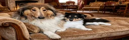 Rough Collie dogs for sale: QUALITY CLEAR DNA-SABLE/WHITE ROUGH COLLIE F PUPPY - Advert 9