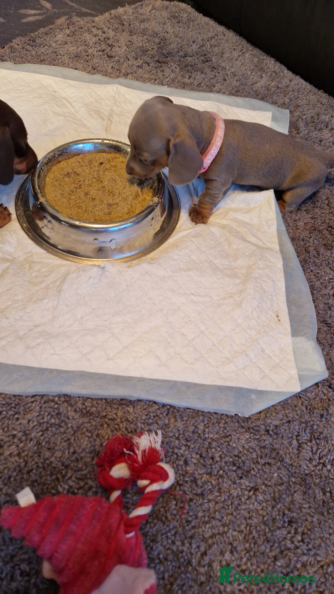 Miniature Dachshund dogs for sale: 1 beautiful kc puppy left ready 25/12/25 - Advert 20