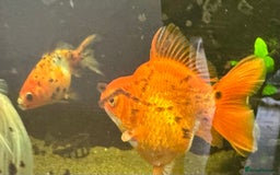 Fancy Goldfish fish for sale: Six large fancy goldfish - Image 2