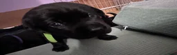 Labrador Retriever dogs for sale: Beautiful KC Labradors  - Advert 2