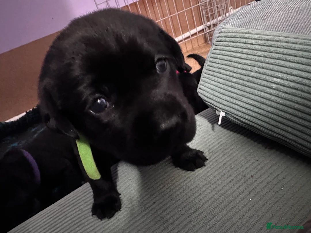 Labrador Retriever dogs for sale: Beautiful KC Labradors  - Advert 2