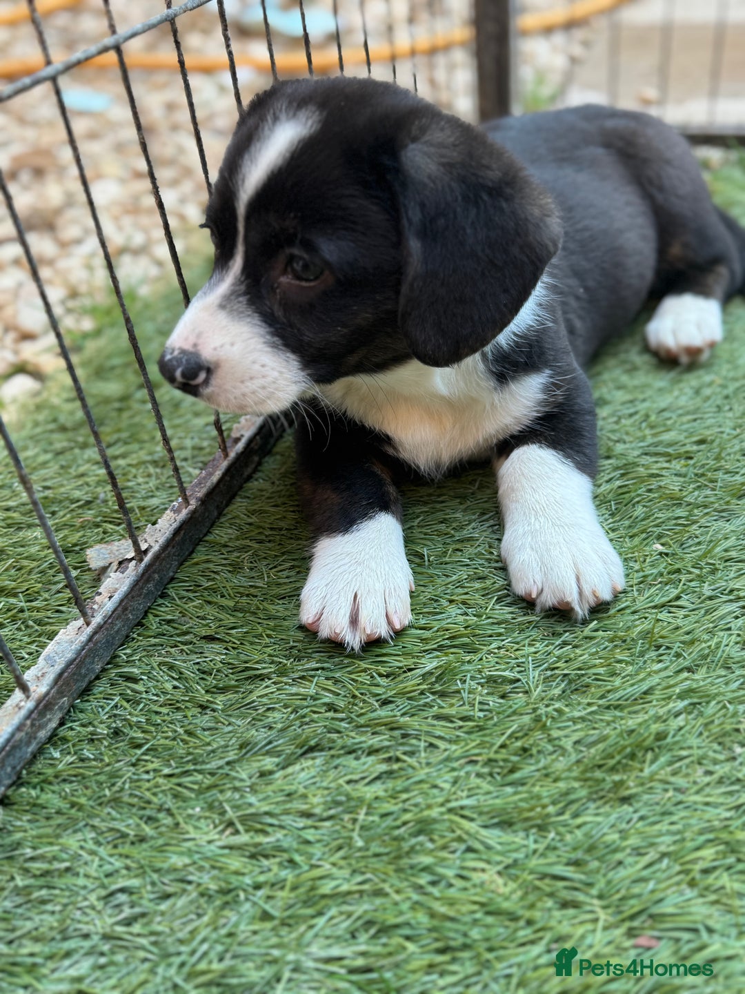 Welsh Corgi Cardigan dogs for sale: Welsh Cardigan Corgis Puppies - Image 2
