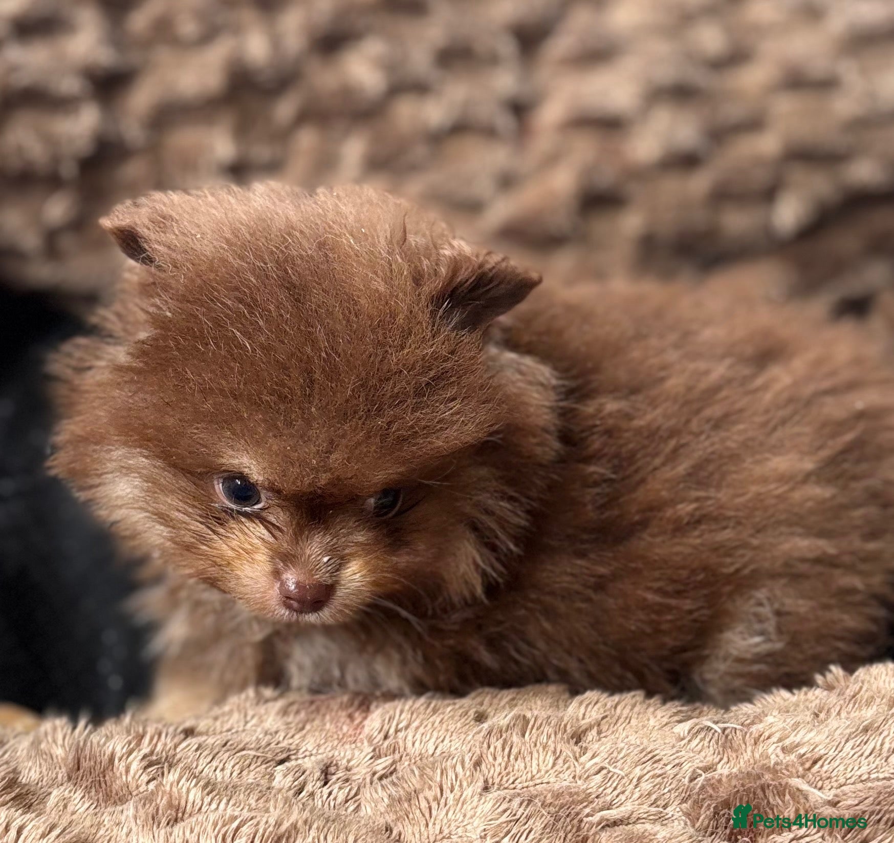 Pomeranian dogs  STUNNING RARE COLOUR  POMERANIAN PUPPIES - Advert 2