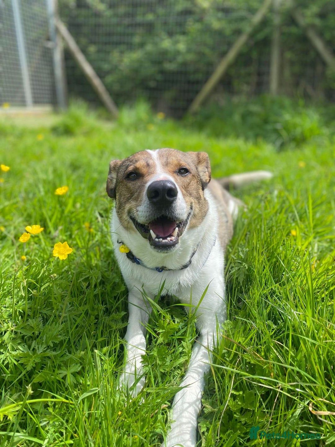 Mixed Breed dogs for adoption: Howie is looking for a home in Waltham Abbey - Advert 2